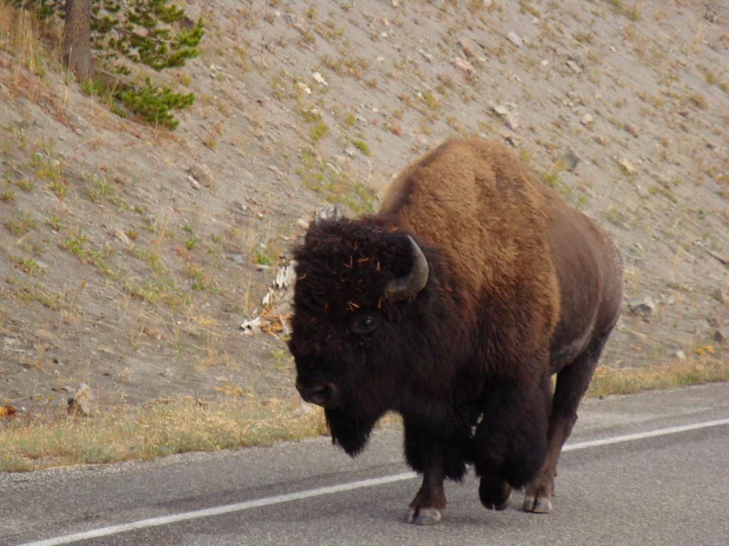 Yellowstone Wildlife Cabinsウェスト・イエローストーン エクステリア 写真
